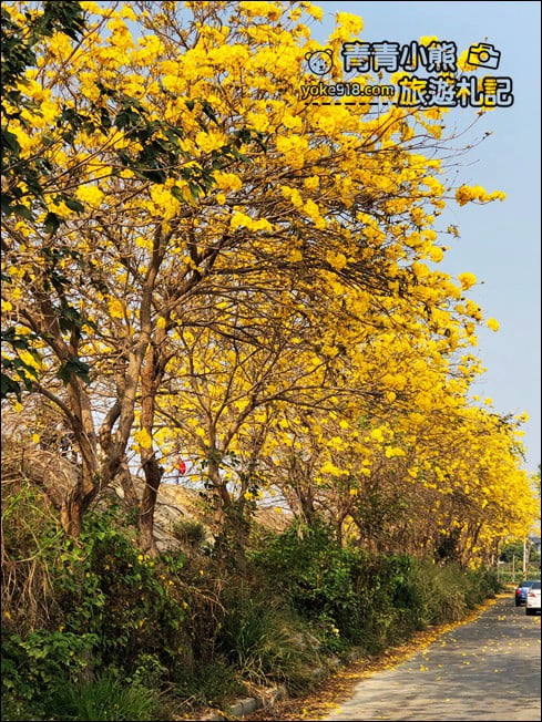 嘉義景點》陳井寮堤坊~大林賞黃金風鈴木的私房景點 @青青小熊＊旅遊札記