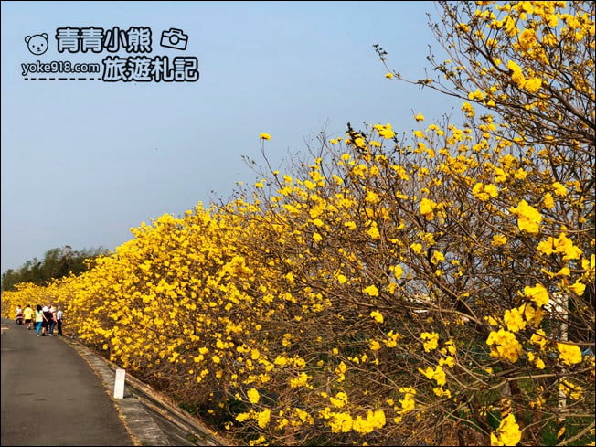 嘉義景點》陳井寮堤坊~大林賞黃金風鈴木的私房景點 @青青小熊*旅遊札記 嘉義景點》陳井寮堤坊~大林賞黃金風鈴木的私房景點 @青青小熊*旅遊札記
