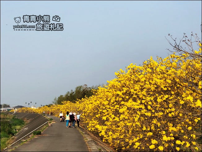 嘉義景點》陳井寮堤坊~大林賞黃金風鈴木的私房景點 @青青小熊*旅遊札記 嘉義景點》陳井寮堤坊~大林賞黃金風鈴木的私房景點 @青青小熊*旅遊札記