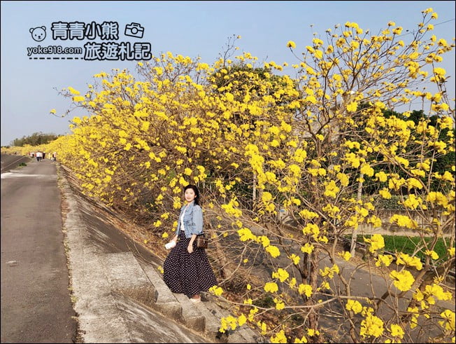 嘉義景點》陳井寮堤坊~大林賞黃金風鈴木的私房景點 @青青小熊*旅遊札記 嘉義景點》陳井寮堤坊~大林賞黃金風鈴木的私房景點 @青青小熊*旅遊札記