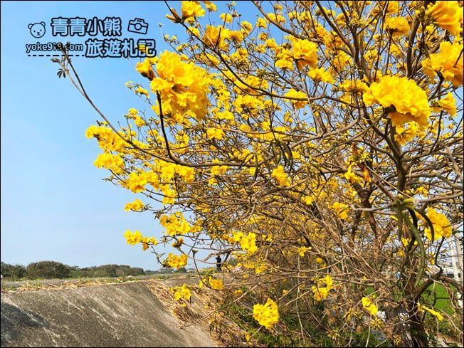 嘉義景點》陳井寮堤坊~大林賞黃金風鈴木的私房景點 @青青小熊*旅遊札記 嘉義景點》陳井寮堤坊~大林賞黃金風鈴木的私房景點 @青青小熊*旅遊札記