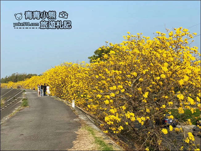 嘉義景點》陳井寮堤坊~大林賞黃金風鈴木的私房景點 @青青小熊＊旅遊札記