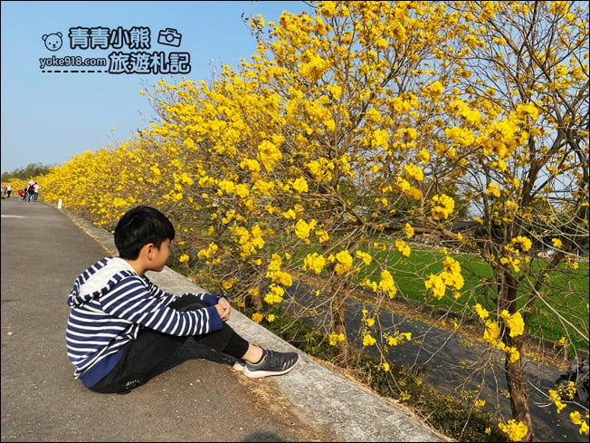 嘉義景點》陳井寮堤坊~大林賞黃金風鈴木的私房景點 @青青小熊＊旅遊札記