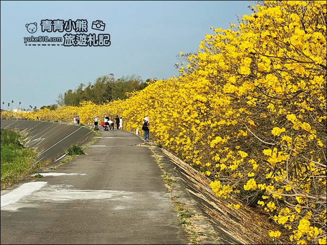 嘉義景點》陳井寮堤坊~大林賞黃金風鈴木的私房景點 @青青小熊*旅遊札記 嘉義景點》陳井寮堤坊~大林賞黃金風鈴木的私房景點 @青青小熊*旅遊札記