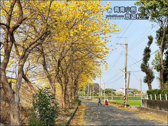 嘉義景點》陳井寮堤坊~大林賞黃金風鈴木的私房景點 @青青小熊*旅遊札記 嘉義景點》陳井寮堤坊~大林賞黃金風鈴木的私房景點 @青青小熊*旅遊札記