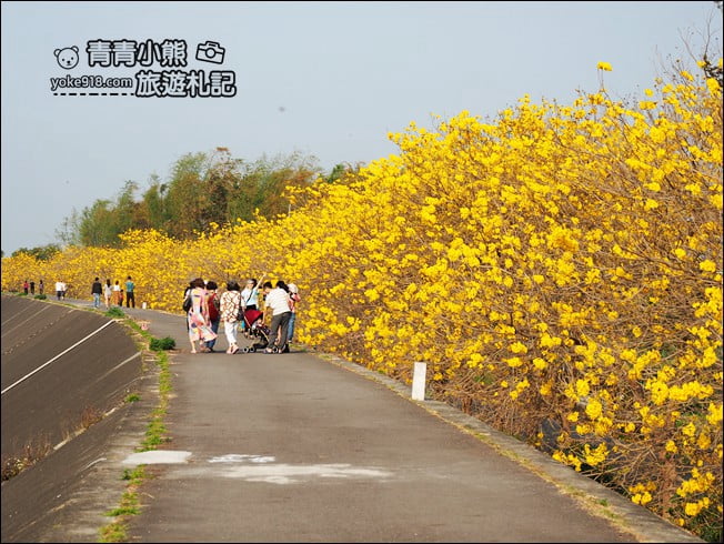 嘉義景點》陳井寮堤坊~大林賞黃金風鈴木的私房景點 @青青小熊＊旅遊札記