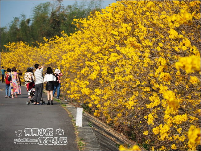 嘉義景點》陳井寮堤坊~大林賞黃金風鈴木的私房景點 @青青小熊*旅遊札記 嘉義景點》陳井寮堤坊~大林賞黃金風鈴木的私房景點 @青青小熊*旅遊札記