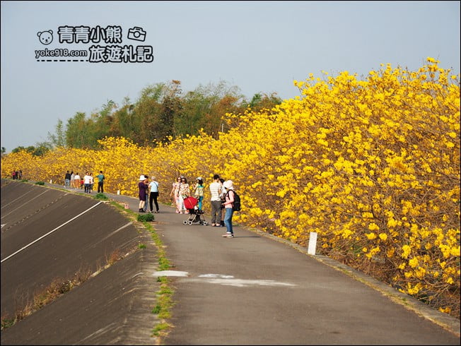 嘉義景點》陳井寮堤坊~大林賞黃金風鈴木的私房景點 @青青小熊*旅遊札記 嘉義景點》陳井寮堤坊~大林賞黃金風鈴木的私房景點 @青青小熊*旅遊札記