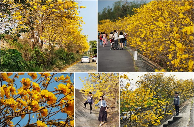 嘉義景點》陳井寮堤坊~大林賞黃金風鈴木的私房景點 @青青小熊*旅遊札記 嘉義景點》陳井寮堤坊~大林賞黃金風鈴木的私房景點 @青青小熊*旅遊札記