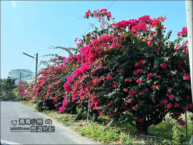 嘉義季節限定景點》仁義潭九重葛.隱藏版花瀑秘境,繽紛九重葛盛開中 @青青小熊*旅遊札記 嘉義季節限定景點》仁義潭九重葛.隱藏版花瀑秘境,繽紛九重葛盛開中 @青青小熊*旅遊札記
