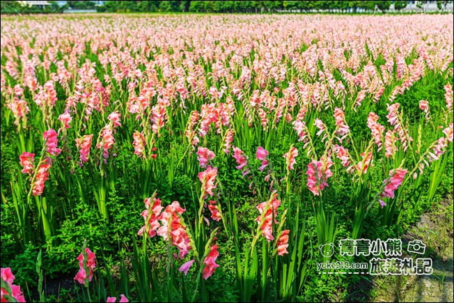 彰化景點》粉色劍蘭花海．田中隱藏版賞花景點，免費拍照~感受粉紅浪漫(花田已鏟除) @青青小熊＊旅遊札記