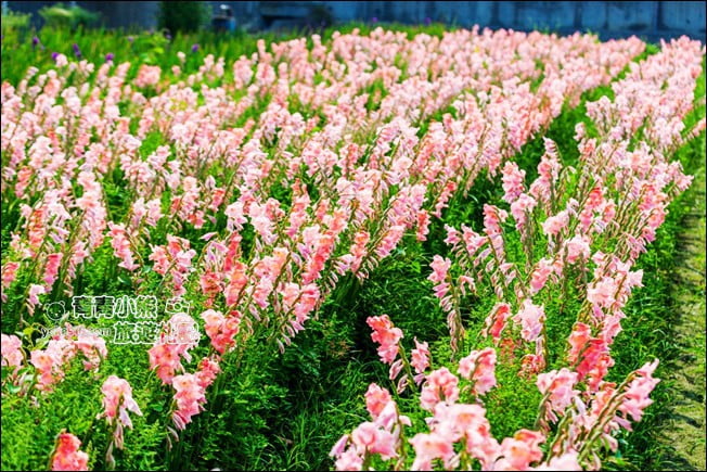 彰化景點》粉色劍蘭花海.田中隱藏版賞花景點,免費拍照~感受粉紅浪漫(花田已鏟除) @青青小熊*旅遊札記 彰化景點》粉色劍蘭花海.田中隱藏版賞花景點,免費拍照~感受粉紅浪漫(花田已鏟除) @青青小熊*旅遊札記