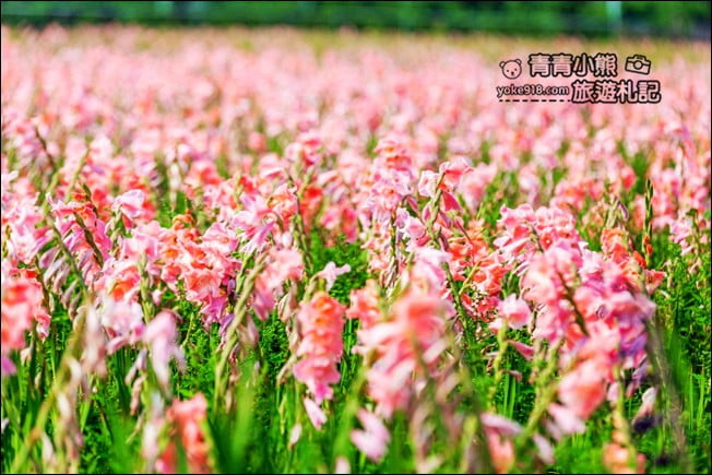 彰化景點》粉色劍蘭花海．田中隱藏版賞花景點，免費拍照~感受粉紅浪漫(花田已鏟除) @青青小熊＊旅遊札記