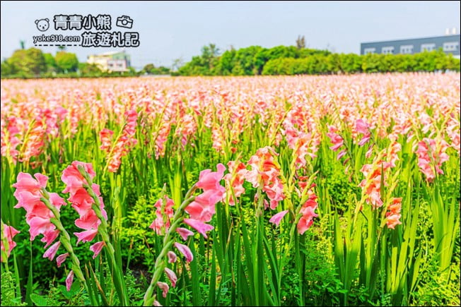 彰化景點》粉色劍蘭花海.田中隱藏版賞花景點,免費拍照~感受粉紅浪漫(花田已鏟除) @青青小熊*旅遊札記 彰化景點》粉色劍蘭花海.田中隱藏版賞花景點,免費拍照~感受粉紅浪漫(花田已鏟除) @青青小熊*旅遊札記
