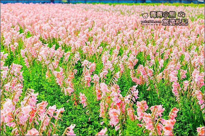 彰化景點》粉色劍蘭花海．田中隱藏版賞花景點，免費拍照~感受粉紅浪漫(花田已鏟除) @青青小熊＊旅遊札記