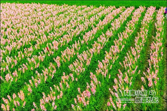 彰化景點》粉色劍蘭花海.田中隱藏版賞花景點,免費拍照~感受粉紅浪漫(花田已鏟除) @青青小熊*旅遊札記 彰化景點》粉色劍蘭花海.田中隱藏版賞花景點,免費拍照~感受粉紅浪漫(花田已鏟除) @青青小熊*旅遊札記