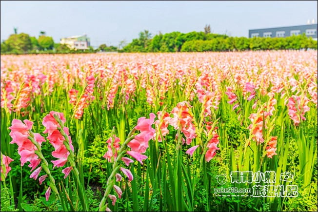 彰化景點》粉色劍蘭花海．田中隱藏版賞花景點，免費拍照~感受粉紅浪漫(花田已鏟除) @青青小熊＊旅遊札記