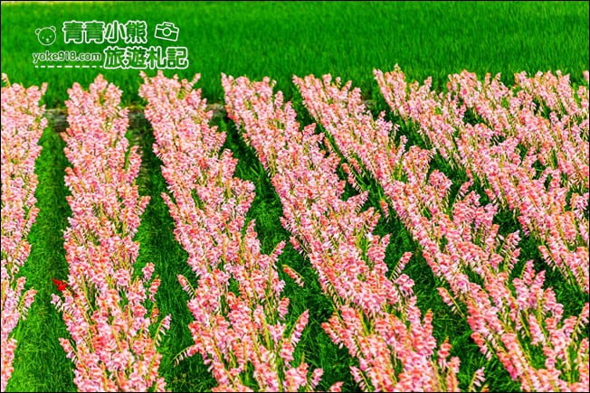彰化景點》粉色劍蘭花海.田中隱藏版賞花景點,免費拍照~感受粉紅浪漫(花田已鏟除) @青青小熊*旅遊札記 彰化景點》粉色劍蘭花海.田中隱藏版賞花景點,免費拍照~感受粉紅浪漫(花田已鏟除) @青青小熊*旅遊札記