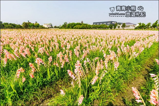 彰化景點》粉色劍蘭花海.田中隱藏版賞花景點,免費拍照~感受粉紅浪漫(花田已鏟除) @青青小熊*旅遊札記 彰化景點》粉色劍蘭花海.田中隱藏版賞花景點,免費拍照~感受粉紅浪漫(花田已鏟除) @青青小熊*旅遊札記