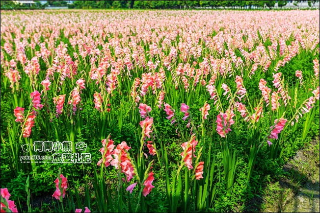 彰化景點》粉色劍蘭花海.田中隱藏版賞花景點,免費拍照~感受粉紅浪漫(花田已鏟除) @青青小熊*旅遊札記 彰化景點》粉色劍蘭花海.田中隱藏版賞花景點,免費拍照~感受粉紅浪漫(花田已鏟除) @青青小熊*旅遊札記