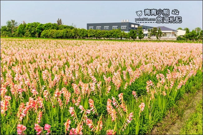彰化景點》粉色劍蘭花海.田中隱藏版賞花景點,免費拍照~感受粉紅浪漫(花田已鏟除) @青青小熊*旅遊札記 彰化景點》粉色劍蘭花海.田中隱藏版賞花景點,免費拍照~感受粉紅浪漫(花田已鏟除) @青青小熊*旅遊札記