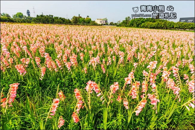 彰化景點》粉色劍蘭花海.田中隱藏版賞花景點,免費拍照~感受粉紅浪漫(花田已鏟除) @青青小熊*旅遊札記 彰化景點》粉色劍蘭花海.田中隱藏版賞花景點,免費拍照~感受粉紅浪漫(花田已鏟除) @青青小熊*旅遊札記