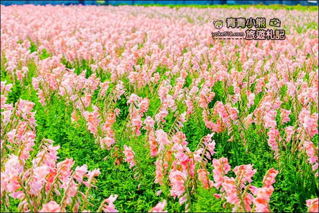 彰化景點》粉色劍蘭花海．田中隱藏版賞花景點，免費拍照~感受粉紅浪漫(花田已鏟除) @青青小熊＊旅遊札記