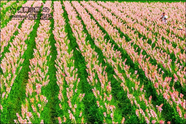 彰化景點》粉色劍蘭花海.田中隱藏版賞花景點,免費拍照~感受粉紅浪漫(花田已鏟除) @青青小熊*旅遊札記 彰化景點》粉色劍蘭花海.田中隱藏版賞花景點,免費拍照~感受粉紅浪漫(花田已鏟除) @青青小熊*旅遊札記