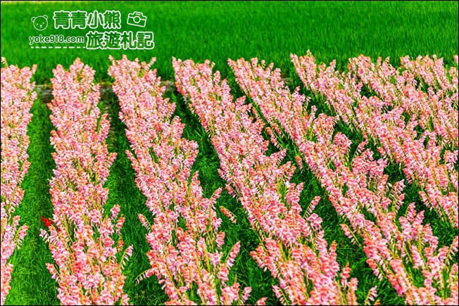 彰化景點》粉色劍蘭花海.田中隱藏版賞花景點,免費拍照~感受粉紅浪漫(花田已鏟除) @青青小熊*旅遊札記 彰化景點》粉色劍蘭花海.田中隱藏版賞花景點,免費拍照~感受粉紅浪漫(花田已鏟除) @青青小熊*旅遊札記