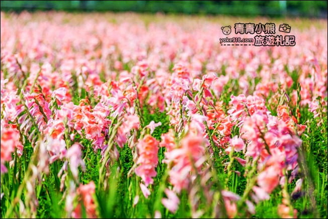 彰化景點》粉色劍蘭花海．田中隱藏版賞花景點，免費拍照~感受粉紅浪漫(花田已鏟除) @青青小熊＊旅遊札記