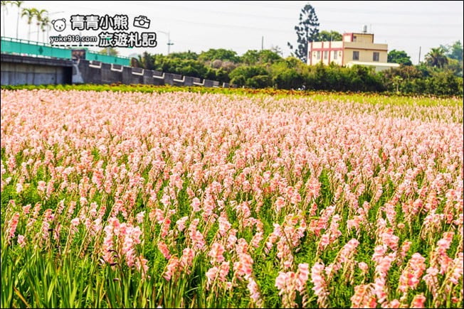彰化景點》粉色劍蘭花海.田中隱藏版賞花景點,免費拍照~感受粉紅浪漫(花田已鏟除) @青青小熊*旅遊札記 彰化景點》粉色劍蘭花海.田中隱藏版賞花景點,免費拍照~感受粉紅浪漫(花田已鏟除) @青青小熊*旅遊札記