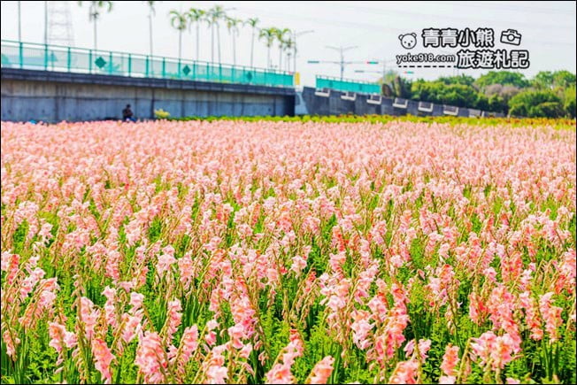 彰化景點》粉色劍蘭花海.田中隱藏版賞花景點,免費拍照~感受粉紅浪漫(花田已鏟除) @青青小熊*旅遊札記 彰化景點》粉色劍蘭花海.田中隱藏版賞花景點,免費拍照~感受粉紅浪漫(花田已鏟除) @青青小熊*旅遊札記