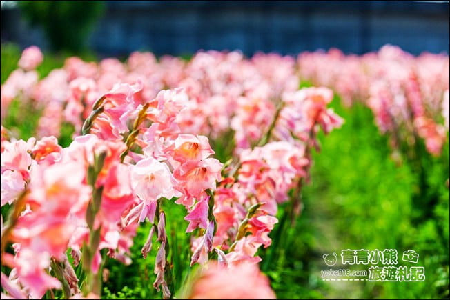 彰化景點》粉色劍蘭花海．田中隱藏版賞花景點，免費拍照~感受粉紅浪漫(花田已鏟除) @青青小熊＊旅遊札記