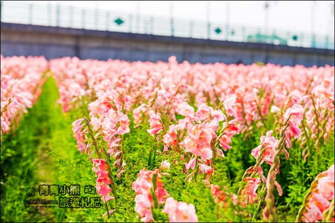 彰化景點》粉色劍蘭花海.田中隱藏版賞花景點,免費拍照~感受粉紅浪漫(花田已鏟除) @青青小熊*旅遊札記 彰化景點》粉色劍蘭花海.田中隱藏版賞花景點,免費拍照~感受粉紅浪漫(花田已鏟除) @青青小熊*旅遊札記
