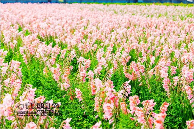 彰化景點》粉色劍蘭花海.田中隱藏版賞花景點,免費拍照~感受粉紅浪漫(花田已鏟除) @青青小熊*旅遊札記 彰化景點》粉色劍蘭花海.田中隱藏版賞花景點,免費拍照~感受粉紅浪漫(花田已鏟除) @青青小熊*旅遊札記