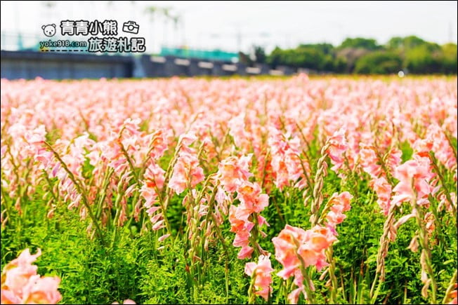 彰化景點》粉色劍蘭花海．田中隱藏版賞花景點，免費拍照~感受粉紅浪漫(花田已鏟除) @青青小熊＊旅遊札記