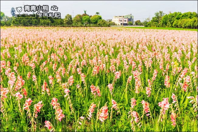 彰化景點》粉色劍蘭花海.田中隱藏版賞花景點,免費拍照~感受粉紅浪漫(花田已鏟除) @青青小熊*旅遊札記 彰化景點》粉色劍蘭花海.田中隱藏版賞花景點,免費拍照~感受粉紅浪漫(花田已鏟除) @青青小熊*旅遊札記