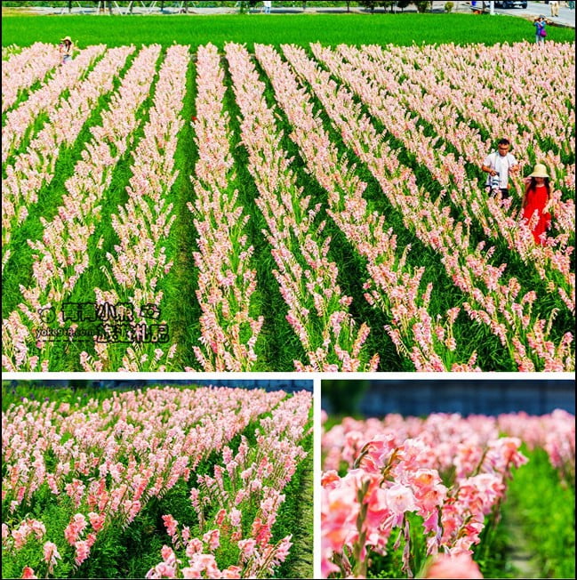 彰化景點》粉色劍蘭花海.田中隱藏版賞花景點,免費拍照~感受粉紅浪漫(花田已鏟除) @青青小熊*旅遊札記 彰化景點》粉色劍蘭花海.田中隱藏版賞花景點,免費拍照~感受粉紅浪漫(花田已鏟除) @青青小熊*旅遊札記