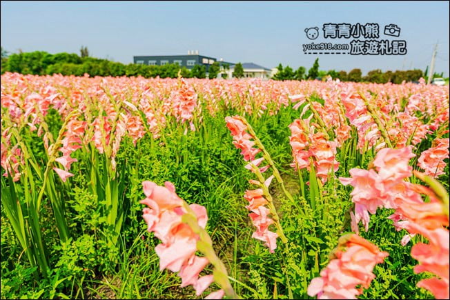 彰化景點》粉色劍蘭花海.田中隱藏版賞花景點,免費拍照~感受粉紅浪漫(花田已鏟除) @青青小熊*旅遊札記 彰化景點》粉色劍蘭花海.田中隱藏版賞花景點,免費拍照~感受粉紅浪漫(花田已鏟除) @青青小熊*旅遊札記