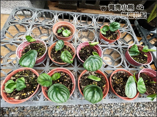 彰化景點》埔茂花市.免門票親子景點~逛園藝、還有沙坑.溜滑梯.DIY可以玩 @青青小熊*旅遊札記 彰化景點》埔茂花市.免門票親子景點~逛園藝、還有沙坑.溜滑梯.DIY可以玩 @青青小熊*旅遊札記