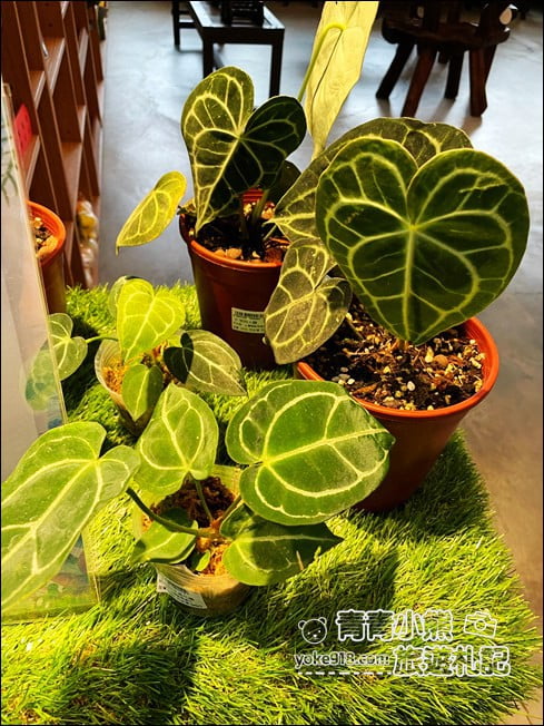 彰化景點》埔茂花市．免門票親子景點~逛園藝、還有沙坑.溜滑梯.DIY可以玩 @青青小熊＊旅遊札記