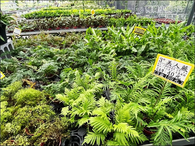 彰化景點》埔茂花市.免門票親子景點~逛園藝、還有沙坑.溜滑梯.DIY可以玩 @青青小熊*旅遊札記 彰化景點》埔茂花市.免門票親子景點~逛園藝、還有沙坑.溜滑梯.DIY可以玩 @青青小熊*旅遊札記