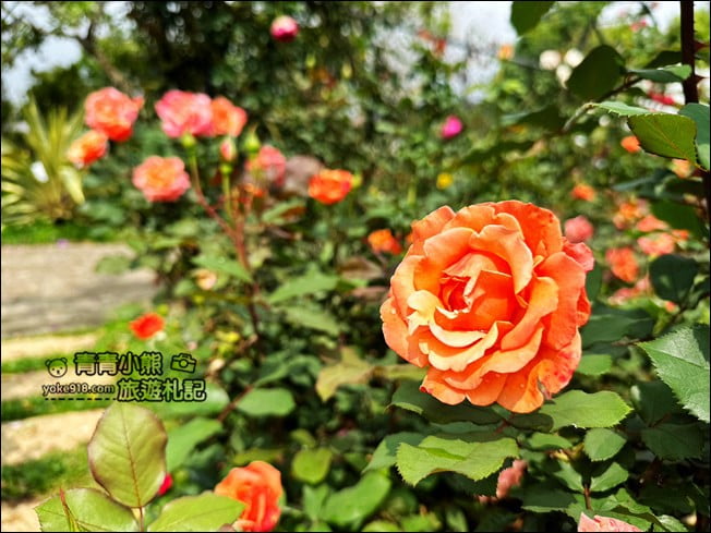 苗栗三義景點》雅聞香草植物工廠.走進凡爾賽玫瑰花園裡~超美必拍香草園 @青青小熊*旅遊札記 苗栗三義景點》雅聞香草植物工廠.走進凡爾賽玫瑰花園裡~超美必拍香草園 @青青小熊*旅遊札記