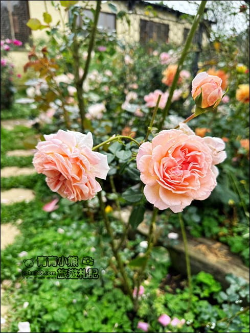 苗栗三義景點》雅聞香草植物工廠.走進凡爾賽玫瑰花園裡~超美必拍香草園 @青青小熊*旅遊札記 苗栗三義景點》雅聞香草植物工廠.走進凡爾賽玫瑰花園裡~超美必拍香草園 @青青小熊*旅遊札記
