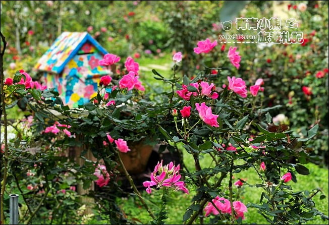 苗栗三義景點》雅聞香草植物工廠.走進凡爾賽玫瑰花園裡~超美必拍香草園 @青青小熊*旅遊札記 苗栗三義景點》雅聞香草植物工廠.走進凡爾賽玫瑰花園裡~超美必拍香草園 @青青小熊*旅遊札記