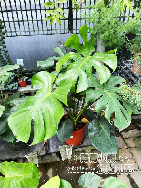 台中后里景點》萌芳花卉農場.粉嫩的石斛蘭綻放中~免費賞花景點推薦 @青青小熊*旅遊札記 台中后里景點》萌芳花卉農場.粉嫩的石斛蘭綻放中~免費賞花景點推薦 @青青小熊*旅遊札記