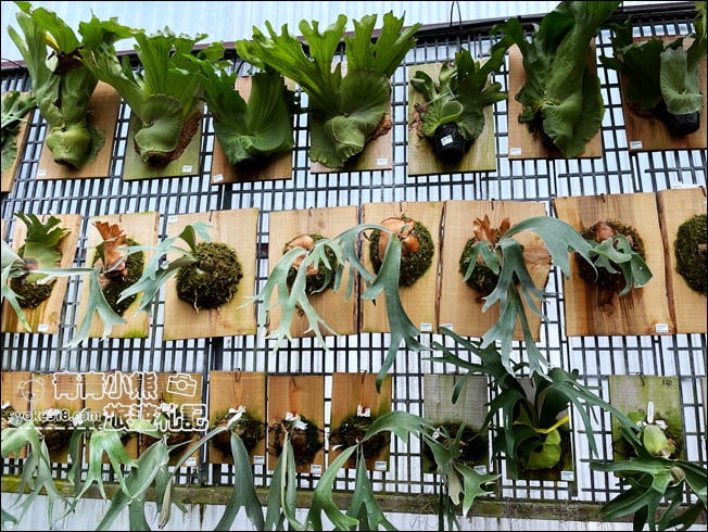 台中后里景點》萌芳花卉農場.粉嫩的石斛蘭綻放中~免費賞花景點推薦 @青青小熊*旅遊札記 台中后里景點》萌芳花卉農場.粉嫩的石斛蘭綻放中~免費賞花景點推薦 @青青小熊*旅遊札記