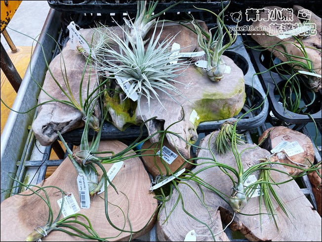 台中后里景點》萌芳花卉農場．粉嫩的石斛蘭綻放中~免費賞花景點推薦 @青青小熊＊旅遊札記