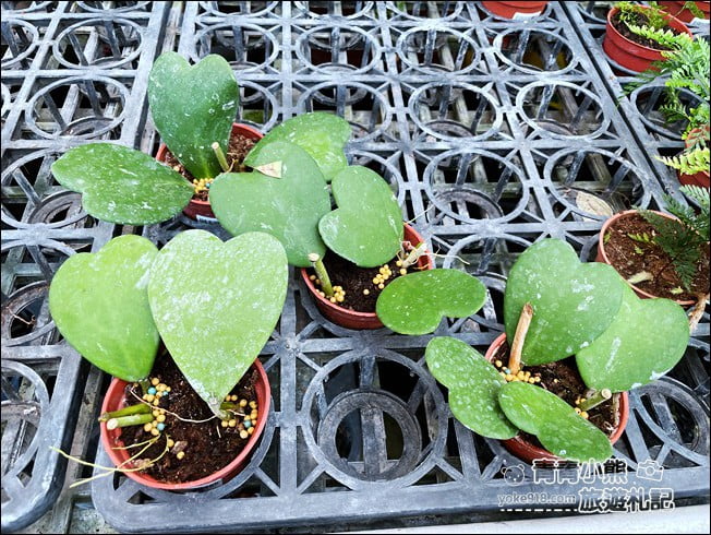 台中后里景點》萌芳花卉農場．粉嫩的石斛蘭綻放中~免費賞花景點推薦 @青青小熊＊旅遊札記