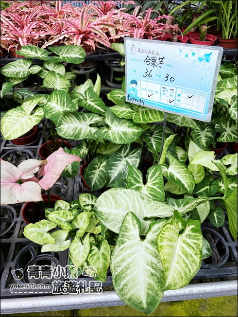 台中后里景點》萌芳花卉農場．粉嫩的石斛蘭綻放中~免費賞花景點推薦 @青青小熊＊旅遊札記